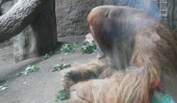 Ein männlicher Orang-Utan im Zoo Leipzig.