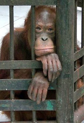 Orang-Utan in einem Käfig. Er hat sein Gesicht zwischen den Stangen. Seine Hände hängen über die Stangen raus.