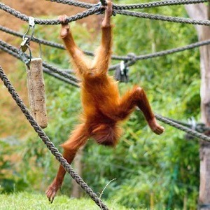Ein Orang-Utan hängt kopfüber mit beiden Füßen von einem Seil. Zu erkennen ist, dass die Arme länger sind als die Beine.