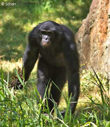 Frontansicht eines durch Gras laufenden Bonobos