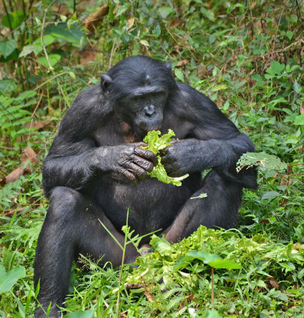 Ein Bonobo sitzt im Wald und isst Blätter.