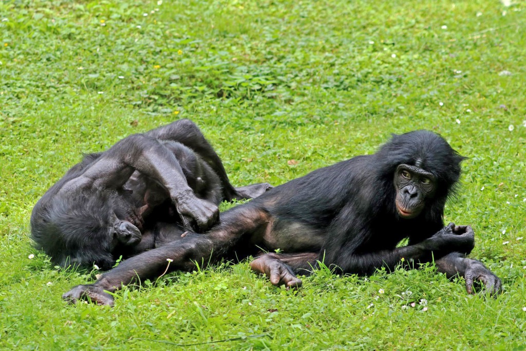 Zwei Erwachsene und ein Baby-Bonobo liegen im Gras und lausen sich.