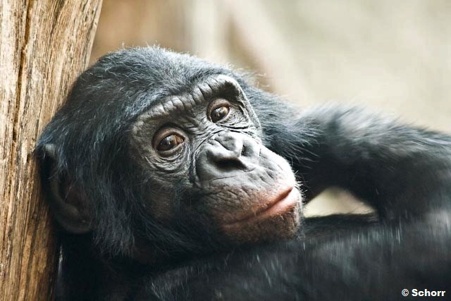 Nahaufnahme-Portrait eines Bonobos. Er schaut über seine rechte Schulter in die Kamera.