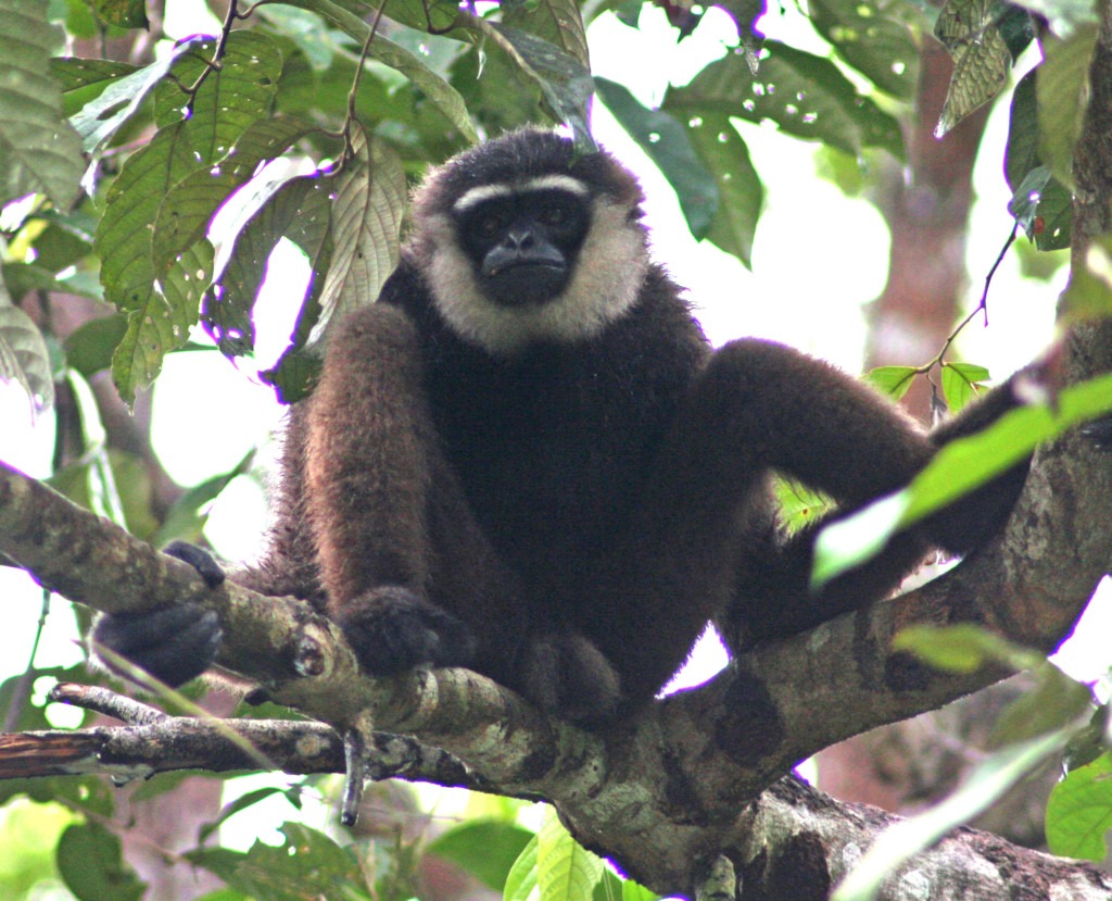 Ein Gibbonmännchen sitzt im Baum, seine langen Beine angewinkelt.