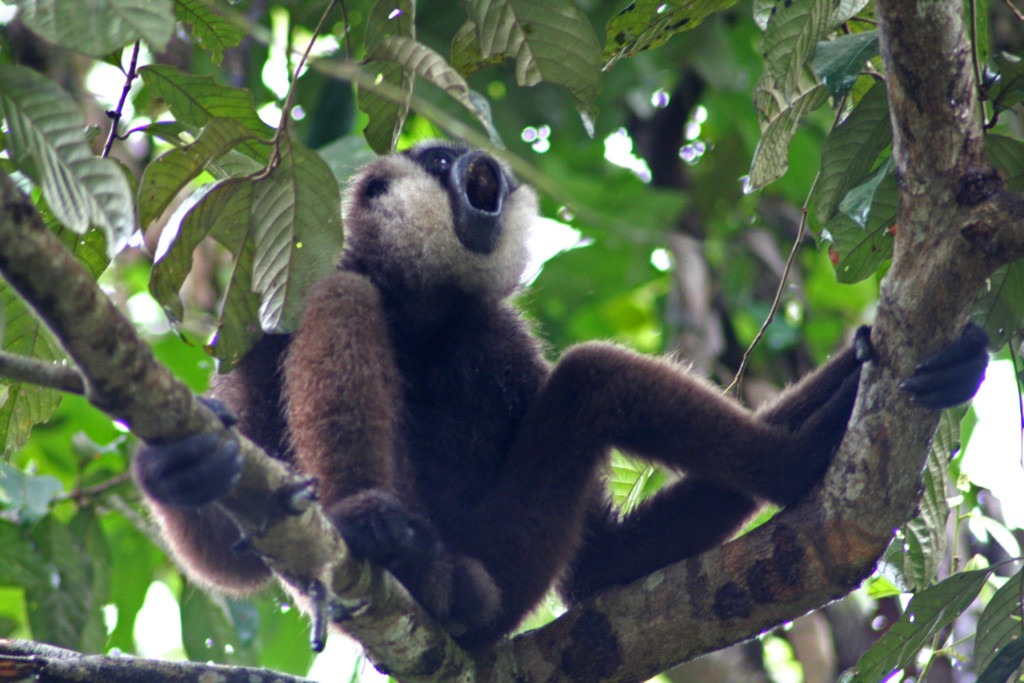 Ein Gibbonmännchen sitzt im Baum und ruft. Sein Mund ist weit geöffnet.