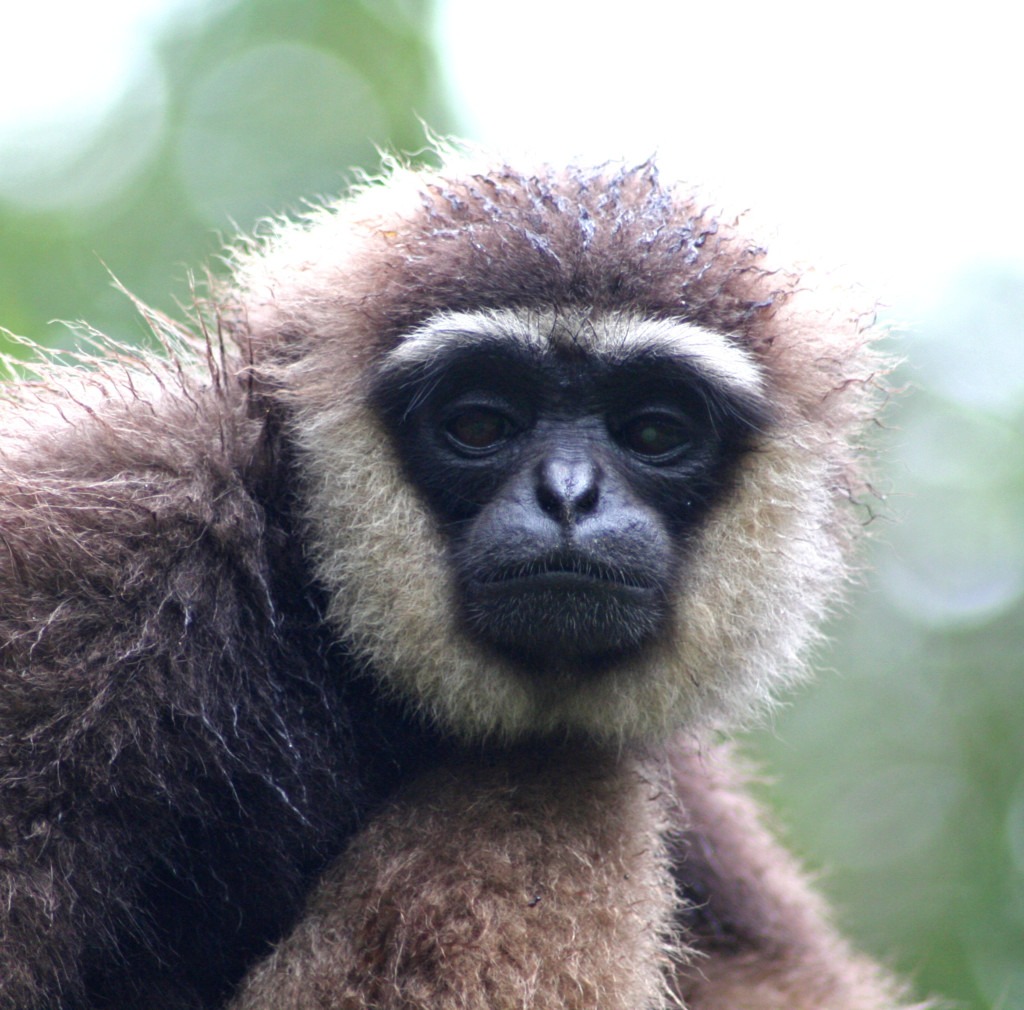 Portrait eines Gibbons, der direkt in die Kamera schaut