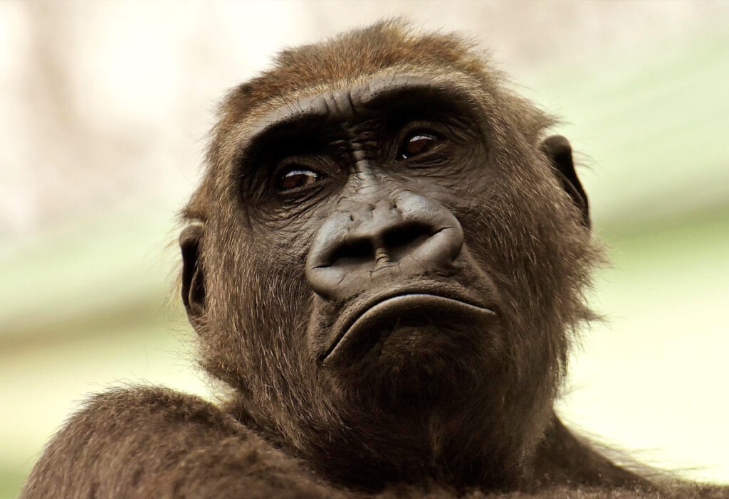Portrait eines Gorillas. Seine Mundwinkel zeigen nach unten als sei er traurig.