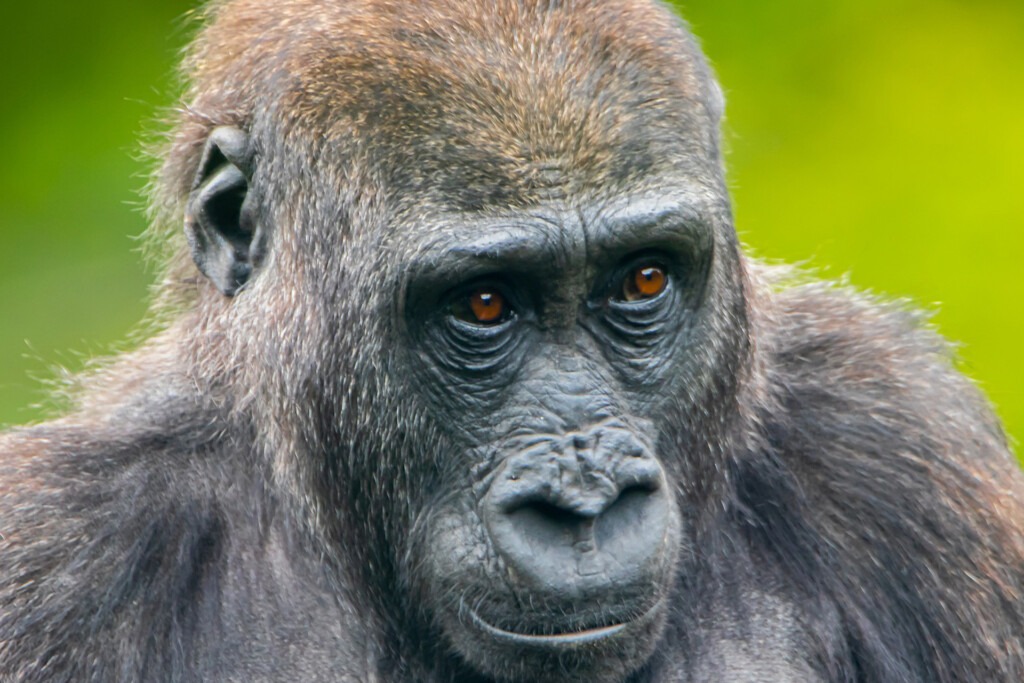 Ein Gorilla schaut den Kopf etwas nach unten geneigt an der Kamera vorbei.