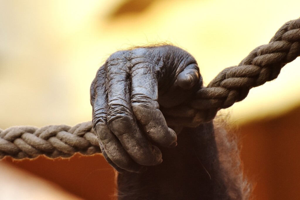 Hand eines Gorillas. Er hält sich an einem Seil fest.
