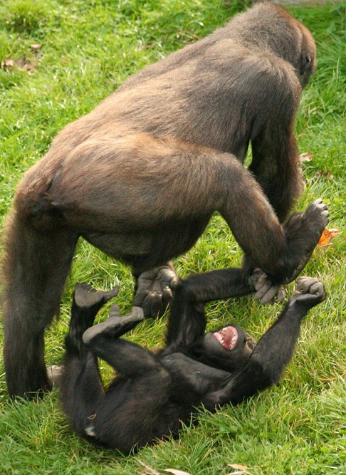 Ein erwachsener Gorilla und ein Jungtier spielen im Gras.