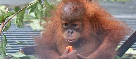 A little orangutan sits on the ground eating a carrot.