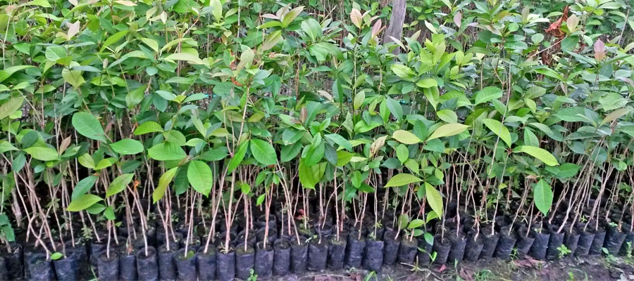 Seedlings in the reforestation nursery in Lamandau.