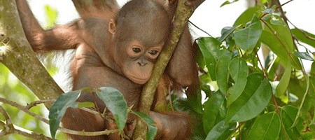 A young orangutan climbs a tree.