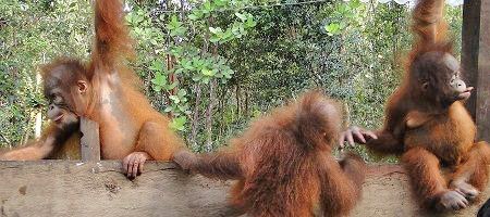 Three young orangutans climbing on a wooden frame.