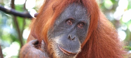 Portrait eines Orang-Utans, der in die Kamera schaut.