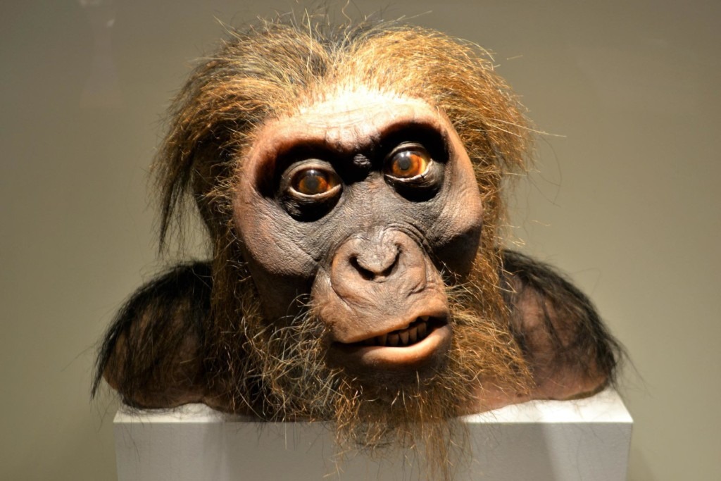 Modell von Kopf und Schultern eines Homo Sapiens mit langen Kopf- und Schulterhaaren und Bart.