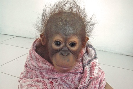 Ein Baby-Orang-Utan sitzt eingewickelt in einem rosa Handtuch und schaut in die Kamera.