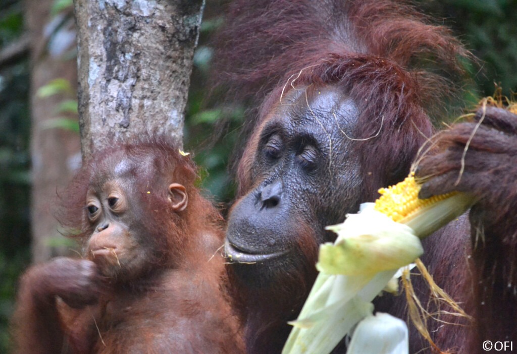 Das Bild zeigt einen etwas betrübt dreinschauenden kleinen Orang-Utan und seine Mutter, die ihren Kleinen sehr liebevoll betrachtet.