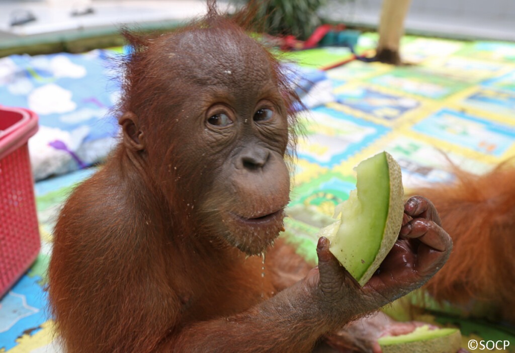 Ein Orang-Utan-Jungtier mit einem sehr überraschten Gesichtsausdruck hält ein Stück Honigmelone in der Hand.
