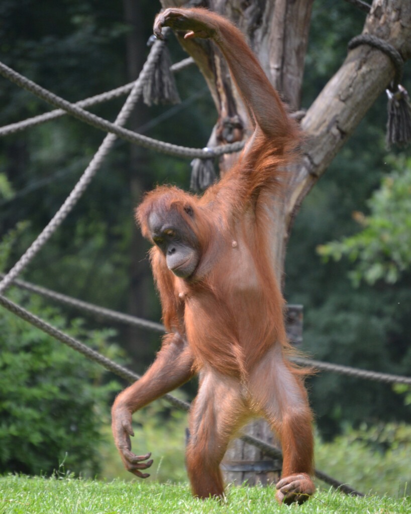 Aufrecht stehender Orang-Utan