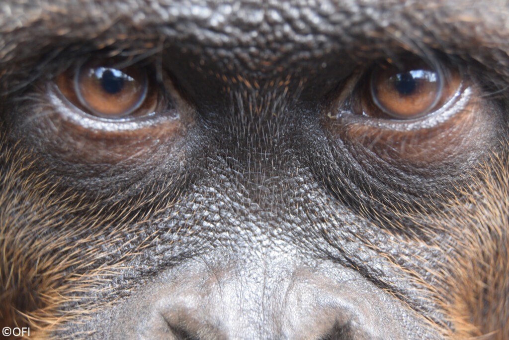 Nahaufnahme der braunen Augen eines Orang-Utans.