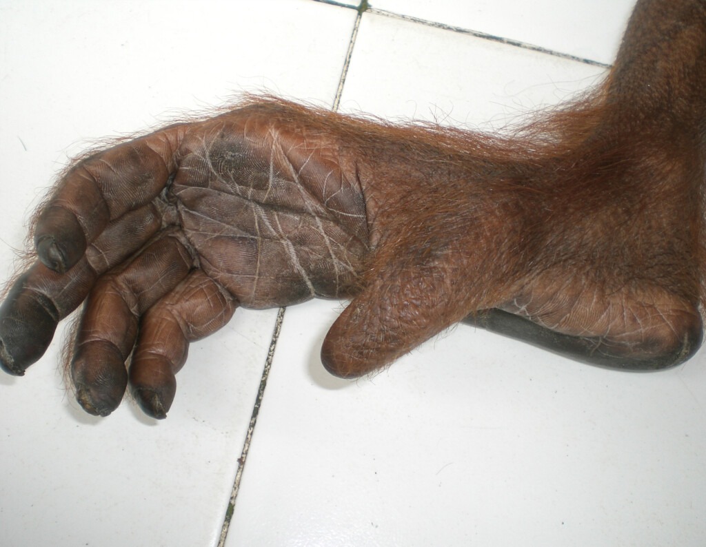 Fuß eines Orang-Utans