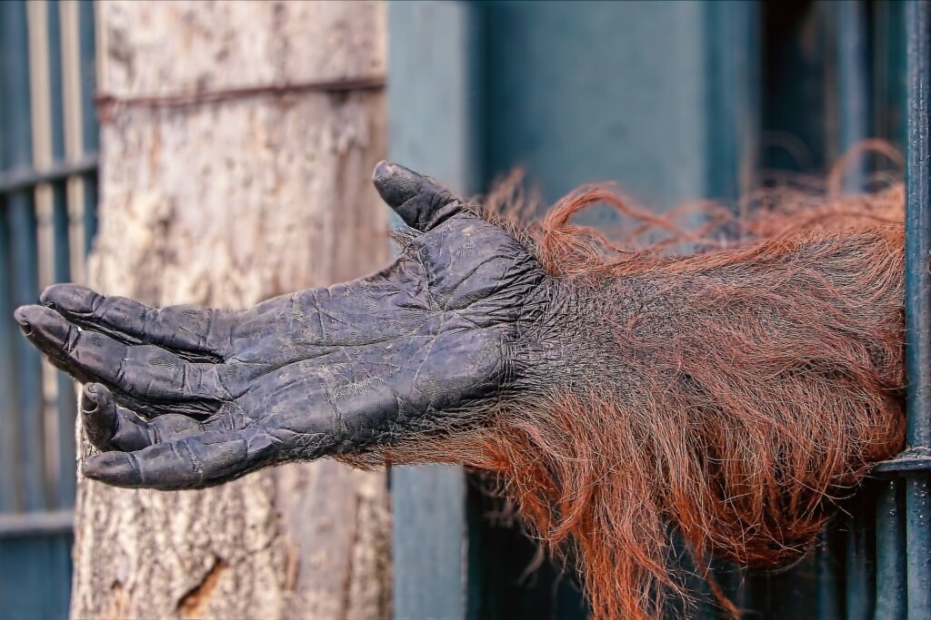 Hand eines Orang-Utans.