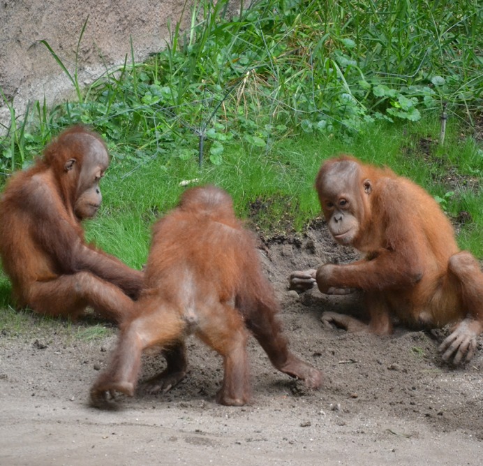 Drei Orang-Utan-Jungtiere spielen im Schlamm.