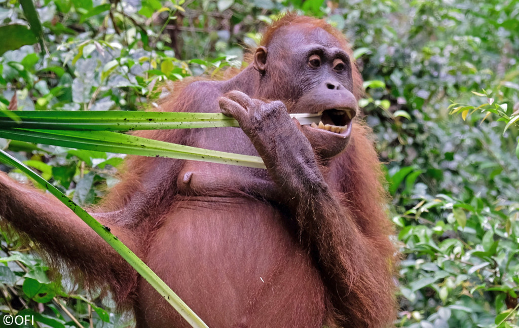 Ein Orang-Utan-Weibchen steht aufrecht und knabbert an Palmenblättern.