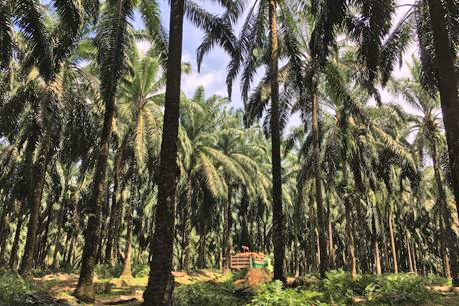 Monokulturplantage, in welcher Ölpalmen in Reihen stehen. Zwischen ihnen sieht man einen LKW mit Palmölfrüchten.