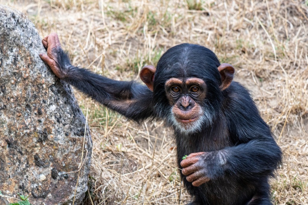 Ein Schimpansen-Jungtier steht und lehnt sich mit einer Hand an einem großen Stein an.