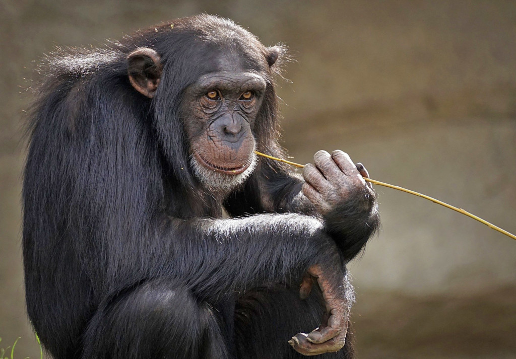 Ein sitzender Schimpanse hält in einer Hand einen dünnen Stock, an dem er kaut.