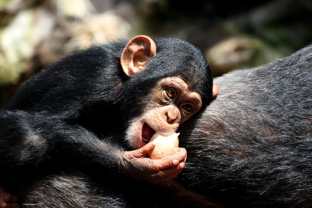 Portrait eines Schimpansen-Babys, das auf dem Rücken seiner Mutter liegt und ein gekochtes Ei isst.