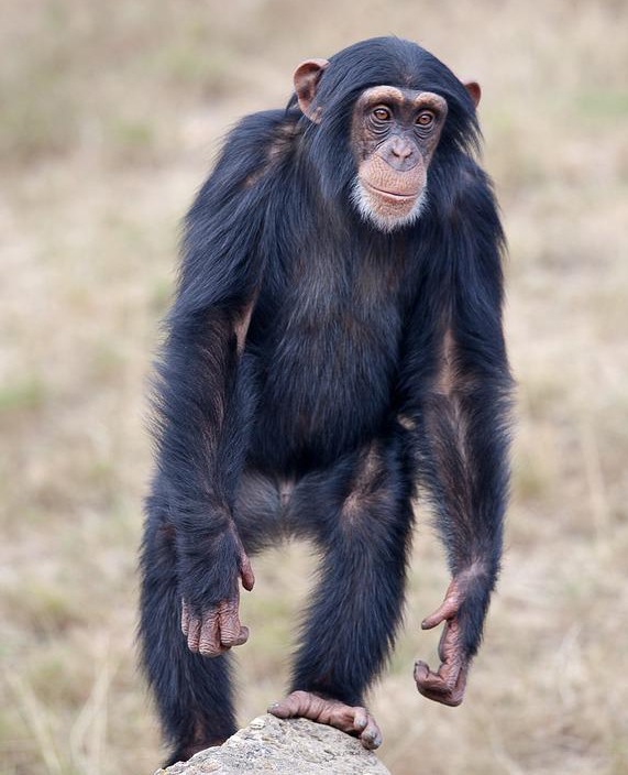 Aufrecht gehender Schimpanse