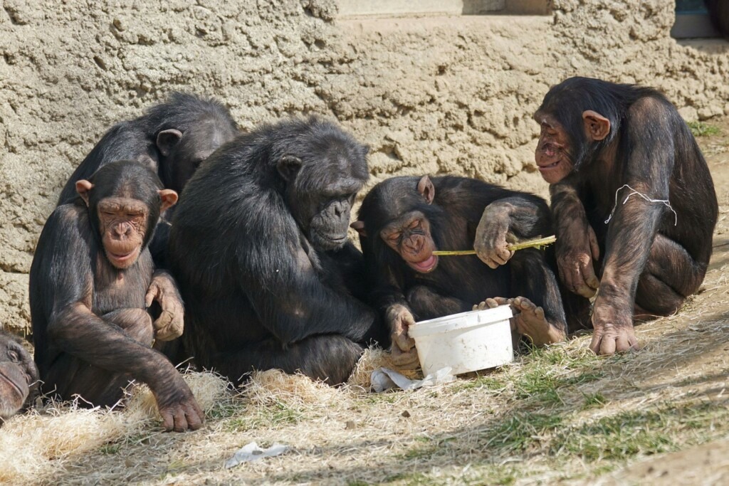 Schimpansen sitzen in einer Gruppe um einen weißen Eimer. Ein Affe leckt etwas von einem Stock.