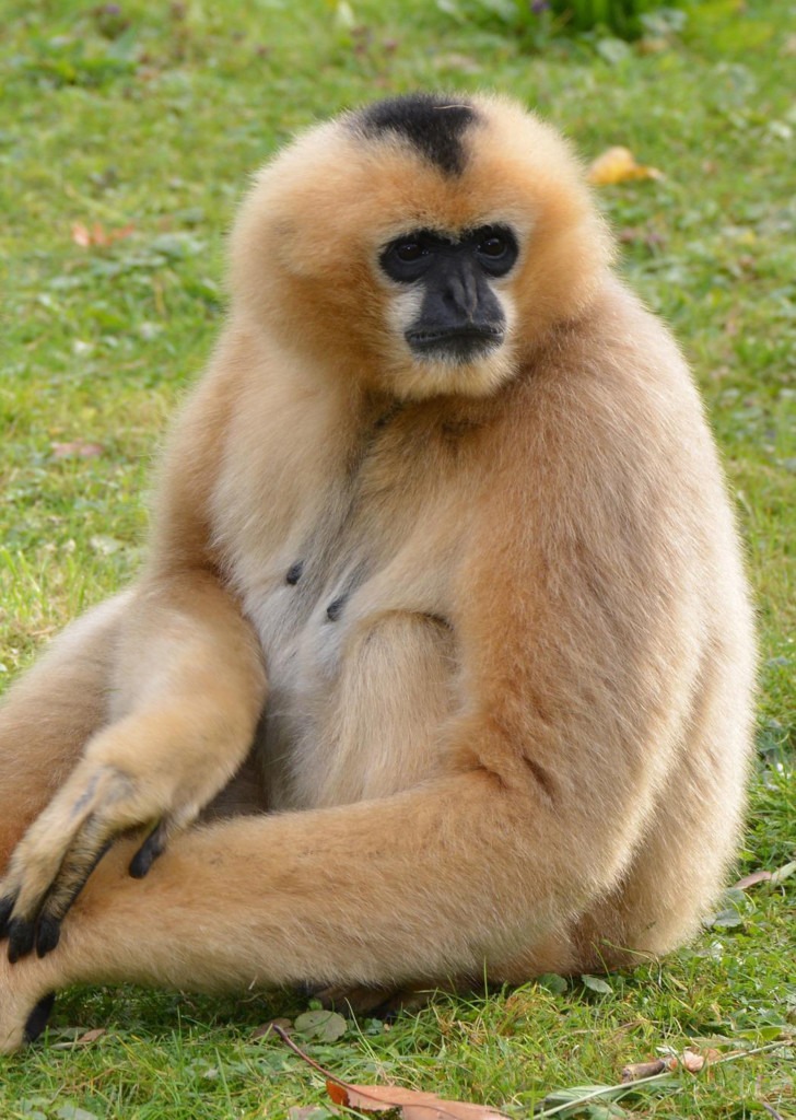 Ein Schopfgibbonweibchen mit beigem Fell und schwarzem Schopf sitzt im Gras.