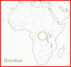 Skizze der Landkarte Afrikas mit Markierung in Zentralafrika, wo Bonobos leben.
