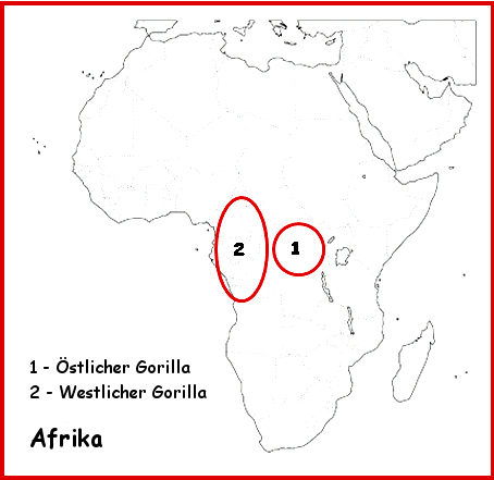 Skizze einer Landkarte Afrikas mit Markierungen in Zentralafrika, wo östliche und westliche Gorillas leben