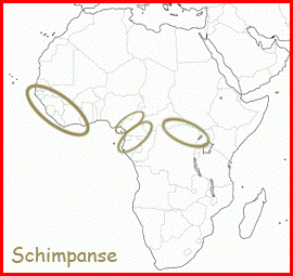Skizze der Landkarte Afrikas mit Markierungen der Regionen, in denen Schimpansen leben