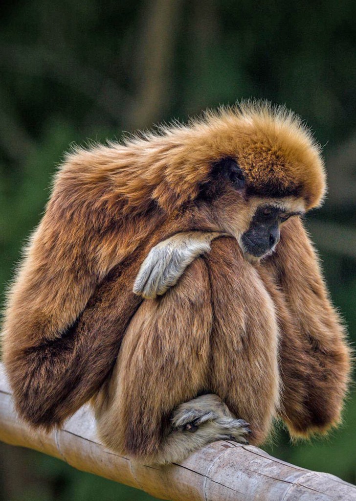 Ein Weißbrauengibbon hockt auf einem Ast und schaut nach unten.