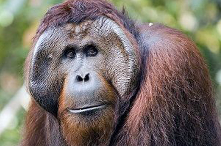 Portrait eines Orang-Utan-Männchens mit großen Backenwülsten.
