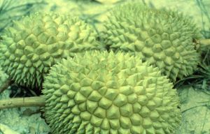 Drei Durianfrüchte. Zu sehen ist nur die stachelige harte Schale.