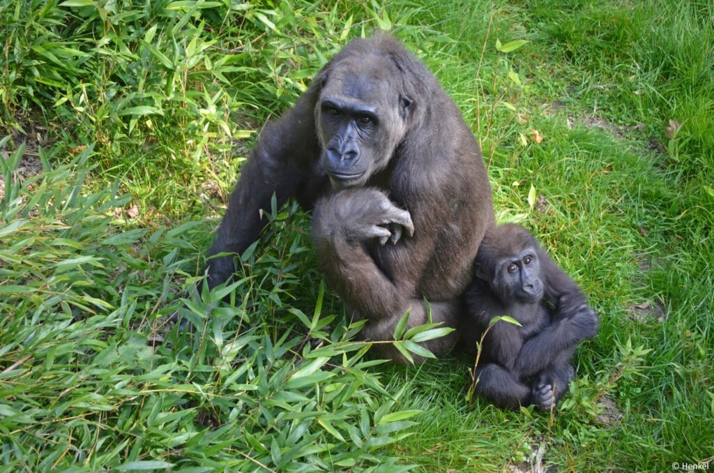 Ein Gorillababy lehnt sich sitzend an seine Mama.