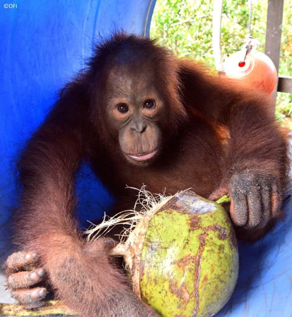 Ein Orang-Utan-Jungtier schält eine Kokosnuss.