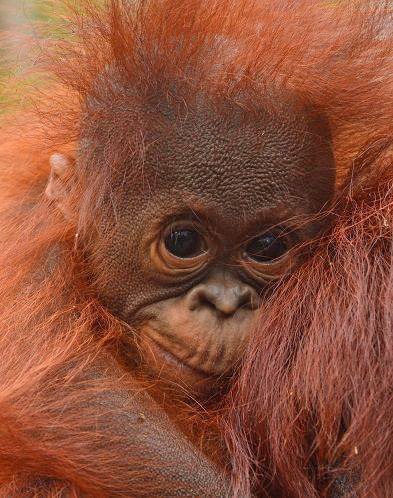 Portrait eines Orang-Utan-Baby eingekuschelt in das Fell der Mama