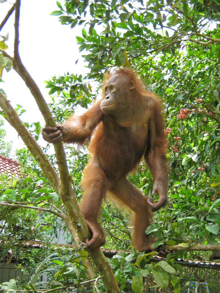 Ein Orang-Utan-Jungtier hält sich an Ästen aufrecht und schaut zur Seite.