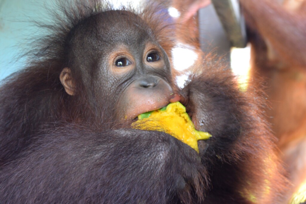 Ein Orang-Utan-Jungtier isst eine Mango.