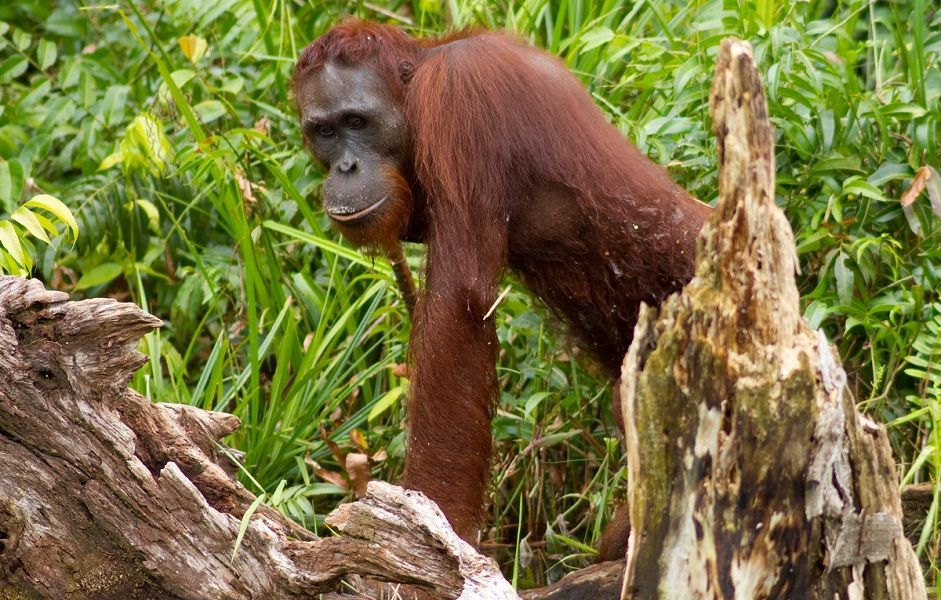 Ein Orang-Utan zwischen Baumstämmen und anderen Pflanzen. Er stützt sich auf seinen Armen ab.