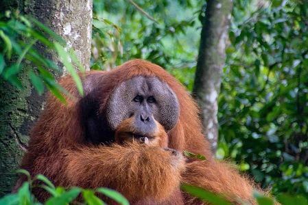 Nahaufnahme eines männlichen Orang-Utans mit Backenwülsten. Das Tier sitzt an einem Baum.
