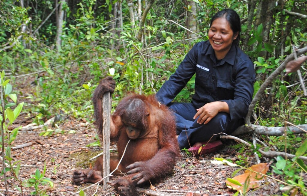 Ein Orang-Utan-Jungtier spielt im Wald mit Stöcken. Hinter ihm sitzt eine Pflegerin und lacht.